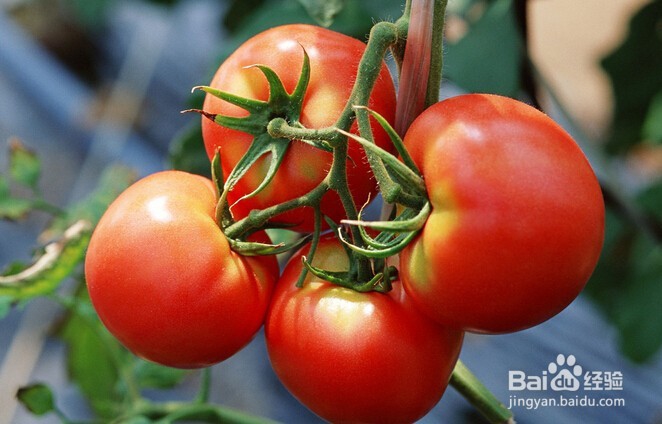 <b>怎么才能挑选到满意的西红柿</b>