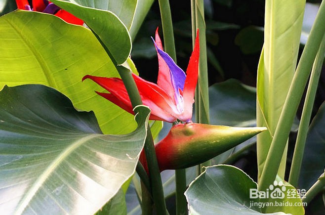 鹤望兰夏季怎么养殖最好#园艺分享