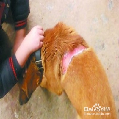 狗狗烫伤怎么办