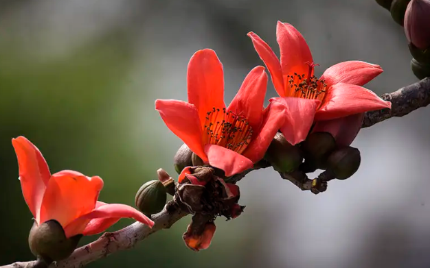 木棉花花语和寓意