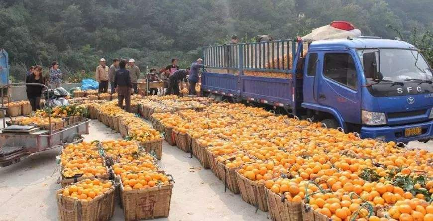 柑橘上高速是绿通吗