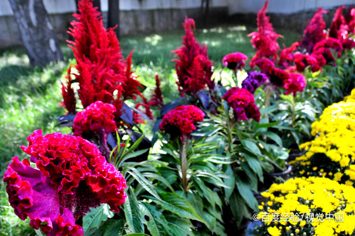 鸡骨草的作用有哪些