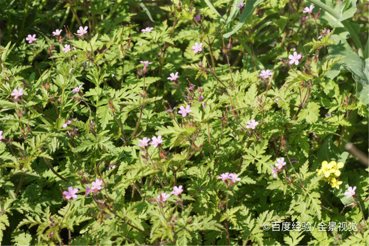 哺乳期能吃鱼腥草吗