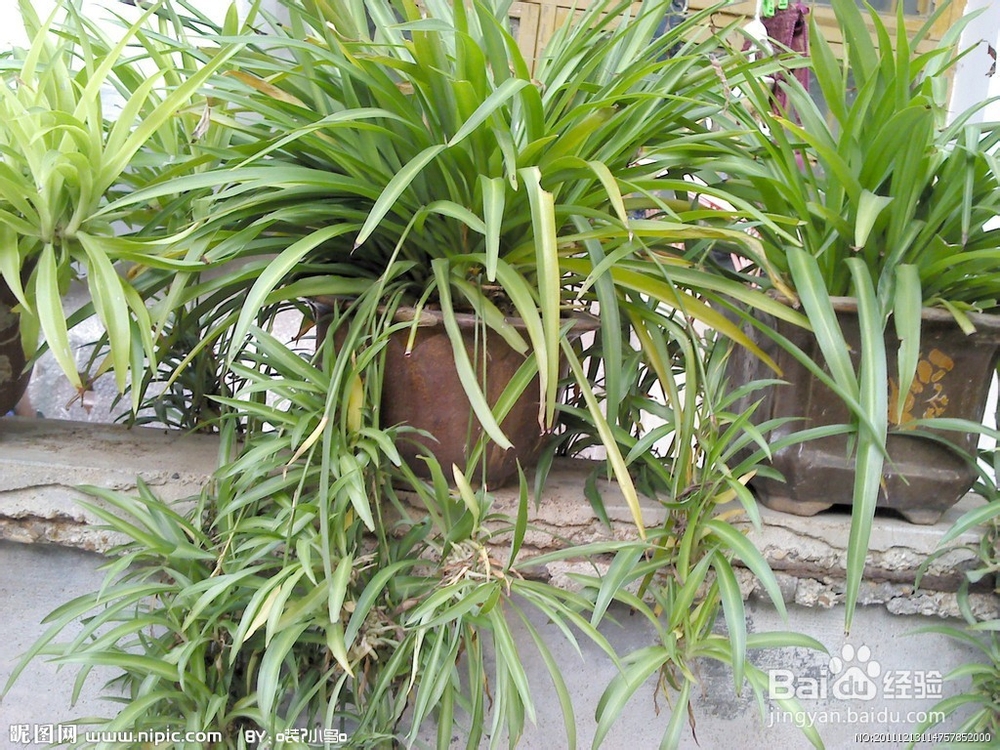 什么植物能净化装修污染