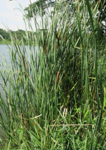 麻黄草提碱的最好方法