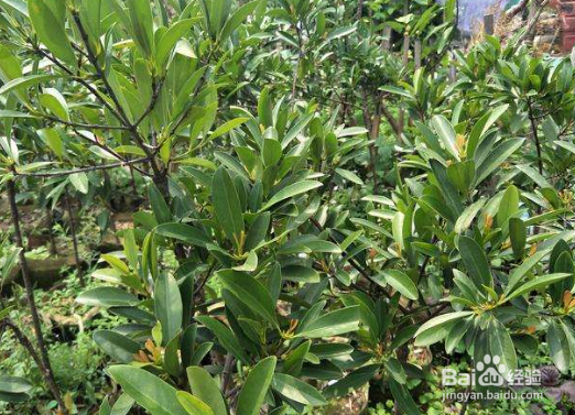 怎么区分真假山竹苗