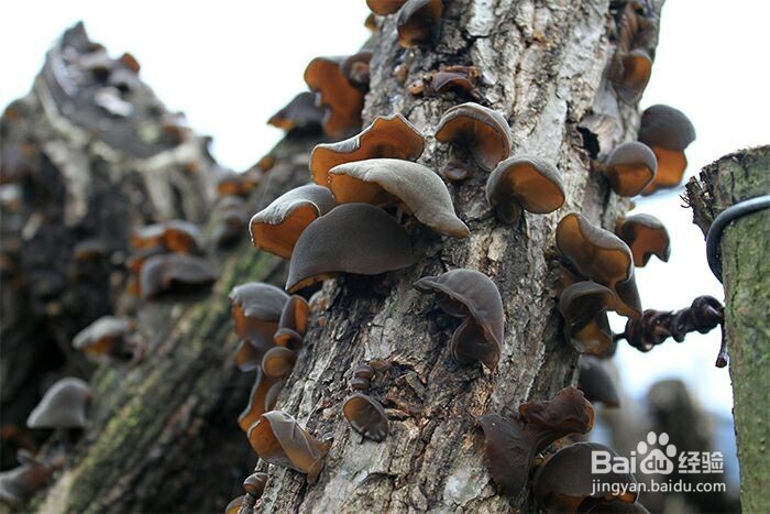 我们一定要吃的排毒冠军、素中之荤