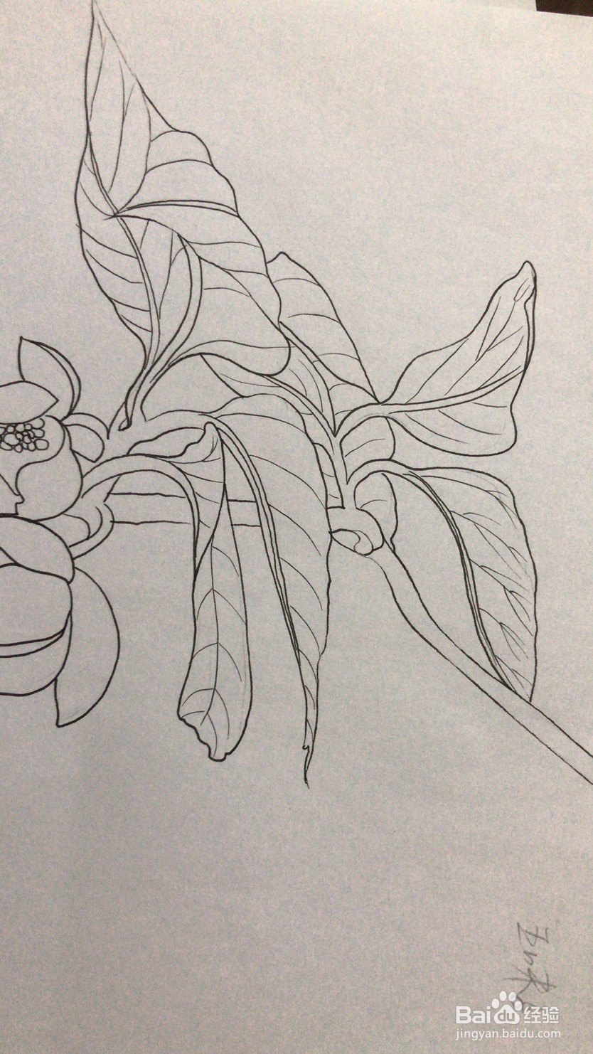 画五味子的花朵和枝叶