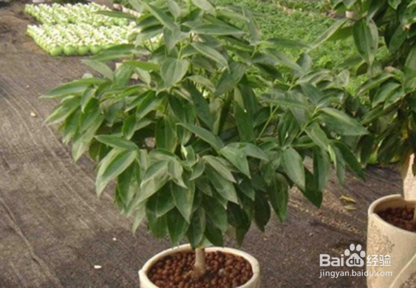 平安树怎么修剪