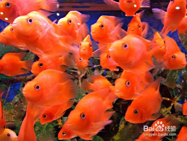 观赏鱼的养殖