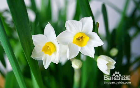 偏头痛的诊断方法