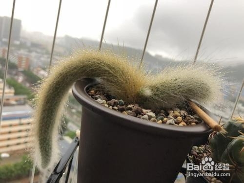 猴尾柱怎么换盆