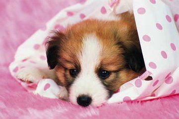 如何让幼犬健康成长 百度经验 如何让幼犬健康成长 百度经验