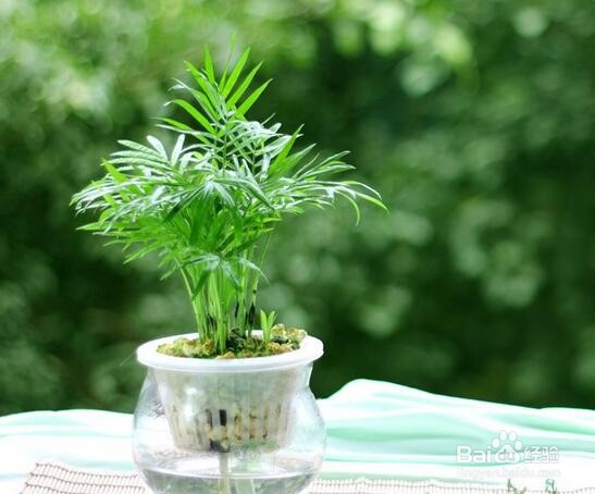 养猫家庭适合养的植物