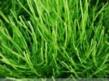 秘验单方治疗糖尿病