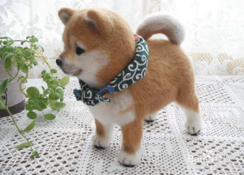 三个月的豆柴怎么养 百度经验