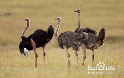 鸵鸟吃石头是怎么事