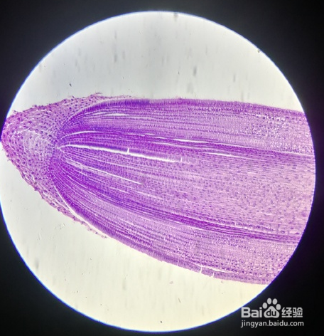 观察植物根尖结构实验步骤 百度经验