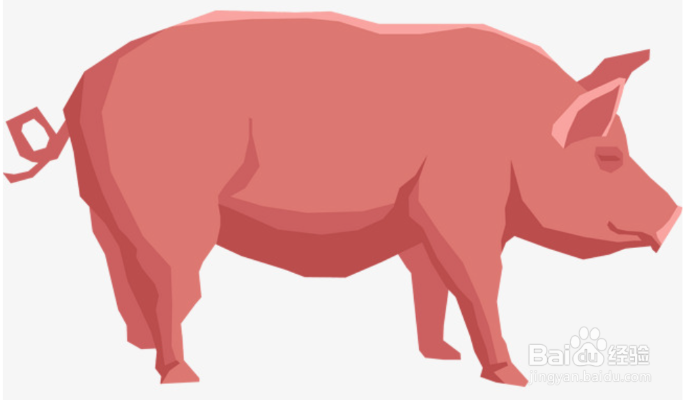 猪尾巴有什么用