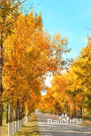 PS快速将绿色树林图片转为艳丽的秋季色彩