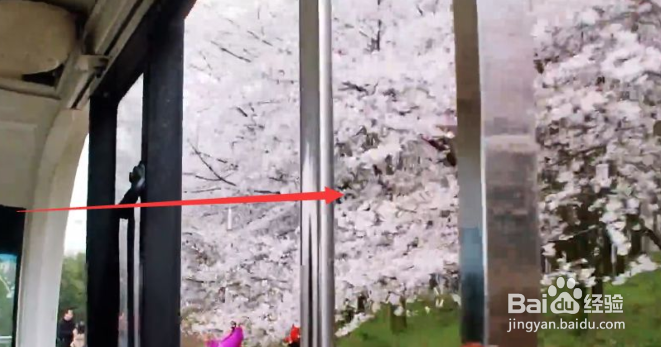 平坝樱花园攻略