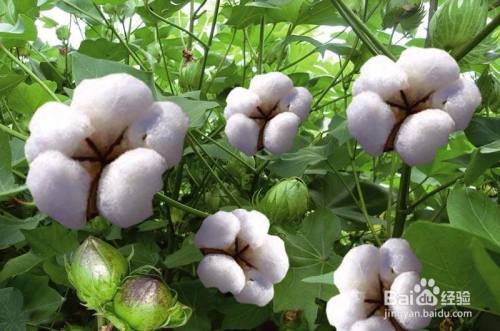如何区分裸子植物和被子植物 百度经验