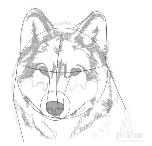 狼的眼睛怎么画简笔画图片