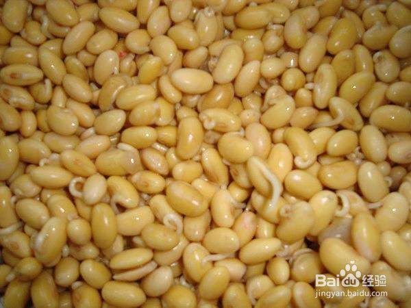 种子活力测定方法