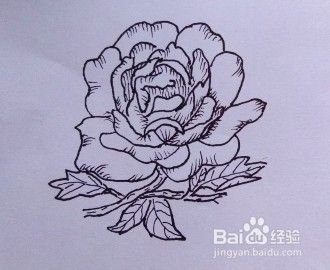 牡丹花画法教程 怎么画牡丹花 如何画牡丹花 百度经验