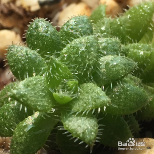 毛海星该如何的养殖?