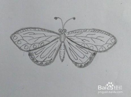 <b>蝴蝶画法教程（8）蝴蝶怎么画，如何画蝴蝶</b>