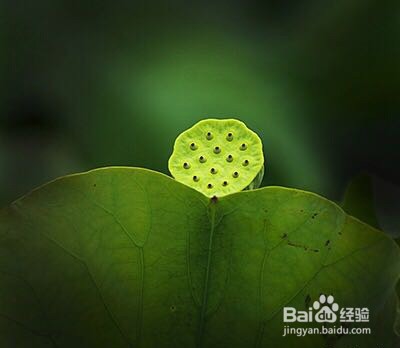 拍荷花的思路