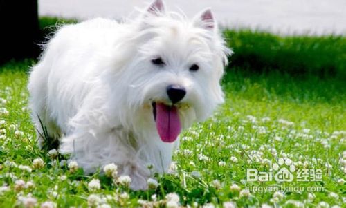 西高地白梗多少钱