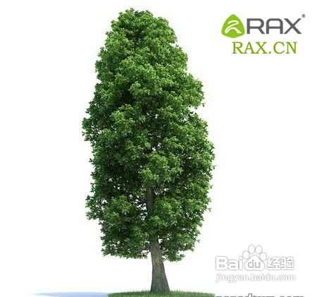 野外能救命的植物是什么？