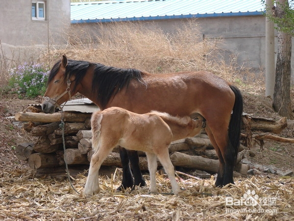 北京旅游攻略：[8]延庆妫河湿地