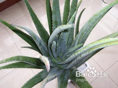 甲醛危害及去除甲醛的六大植物