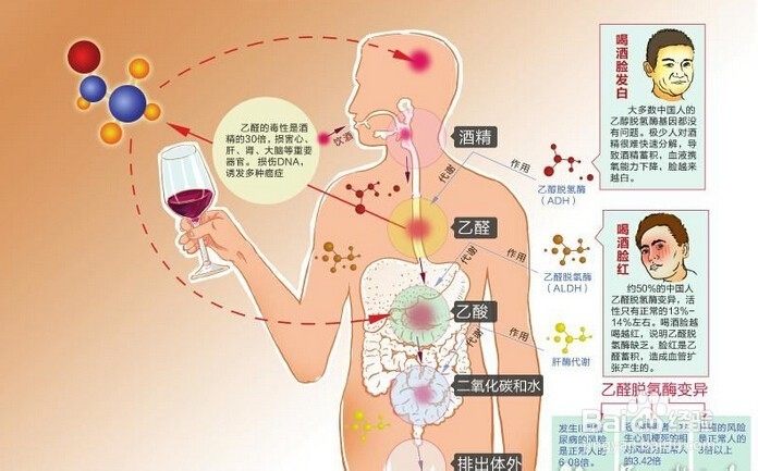 为什么喝酒脸红