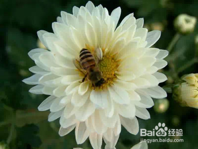 如何美白，收毛孔