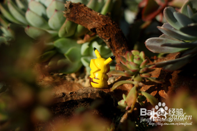 植物摄影小窍门+皮神山大王记