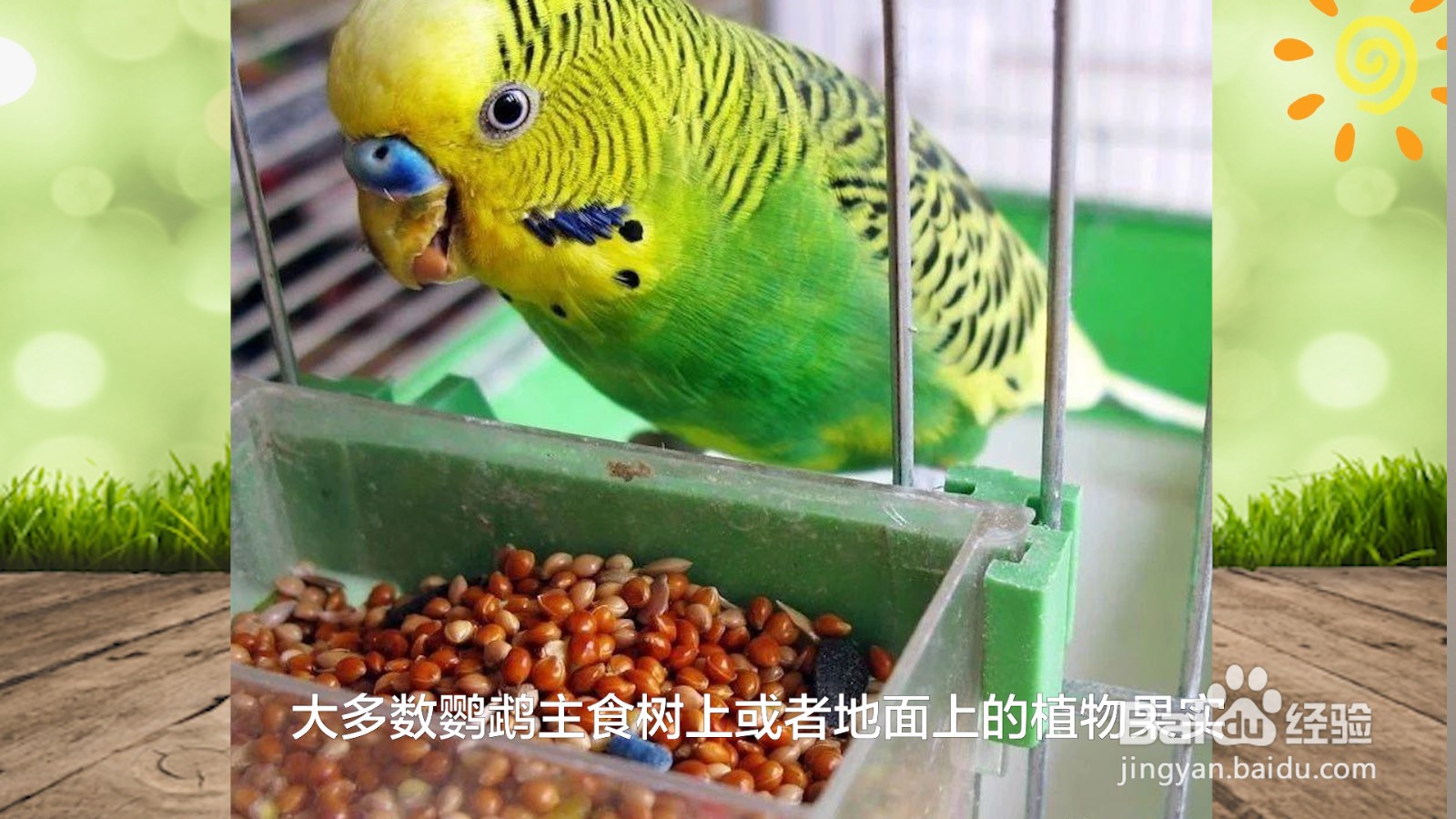 鹦鹉吃什么食物最好