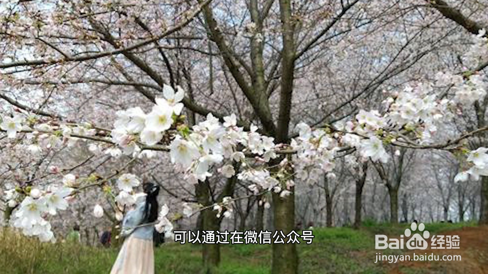 平坝樱花园怎么预约