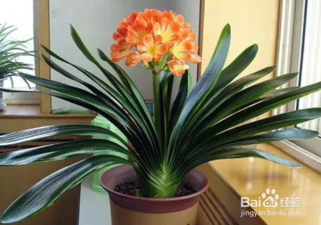 君子兰新叶皱怎么处理