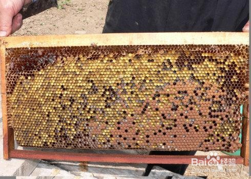 如何保存花粉脾