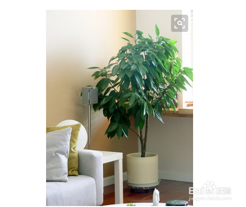 平安树的养殖方法和注意事项