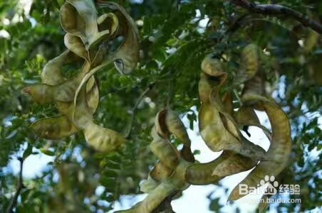 皂角米烘干机的使用,皂角烘干机的烘干色泽