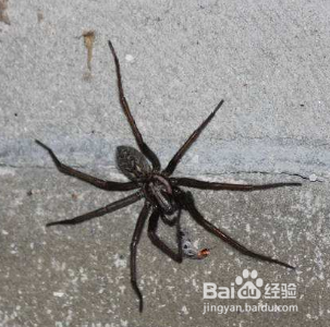 厕所蜘蛛怎么处理