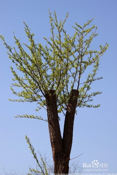 北京旅游攻略：[22]海淀公园