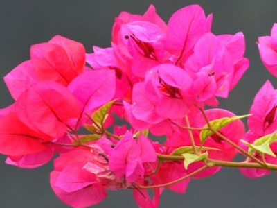 深圳市的市花是什么