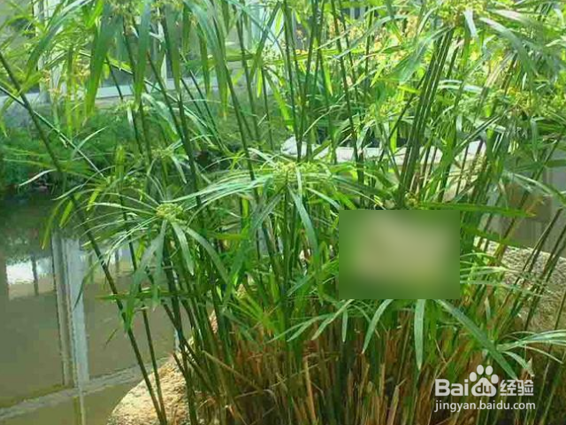 养水竹要用多少水?