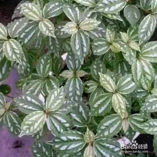 冷水花种植时需要注意什么?